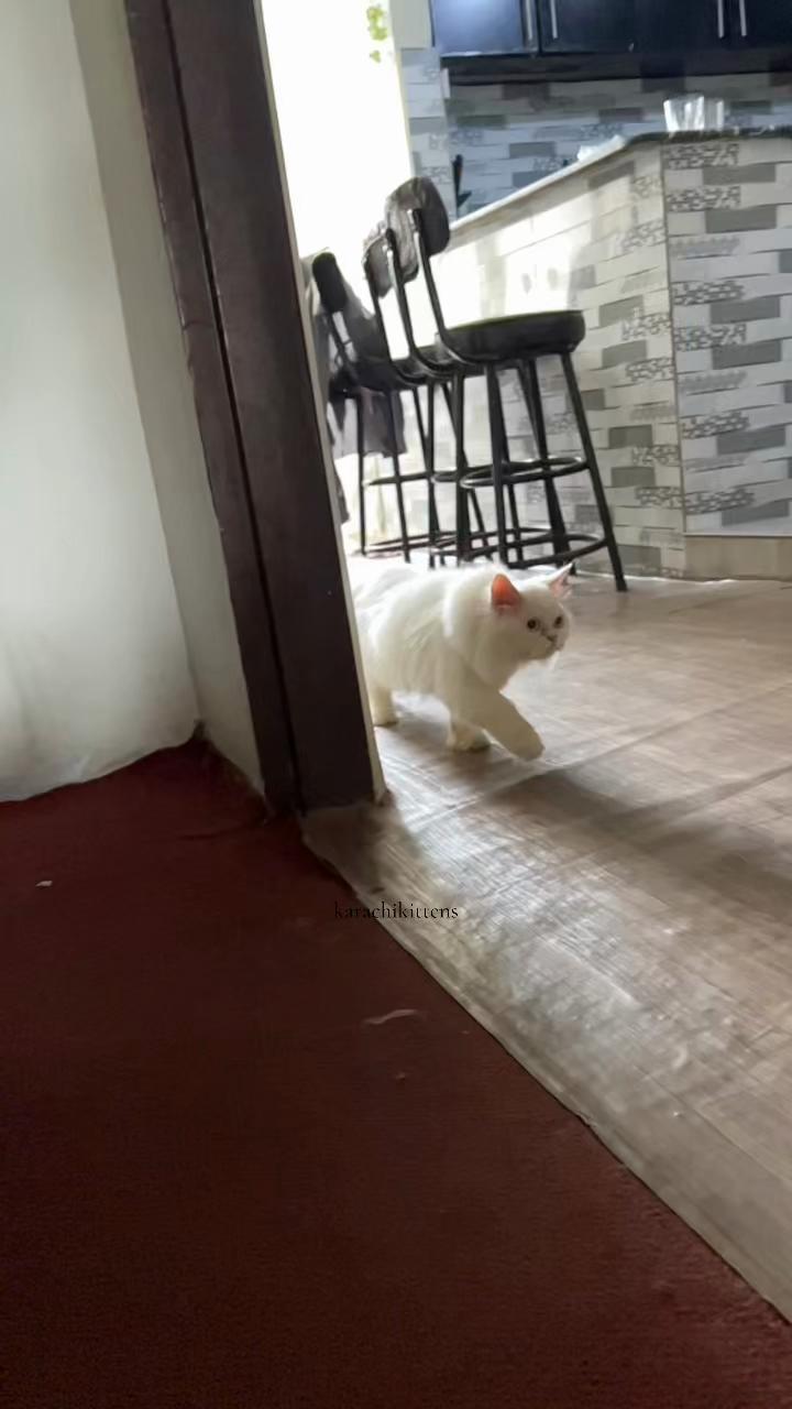 @karachikittens