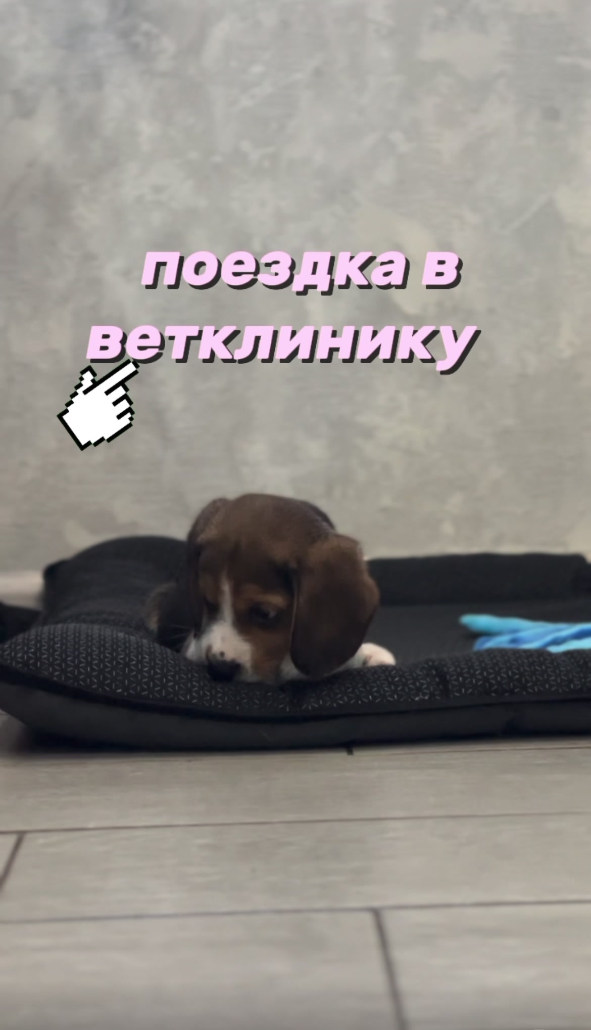 @тгк- ушастые псины