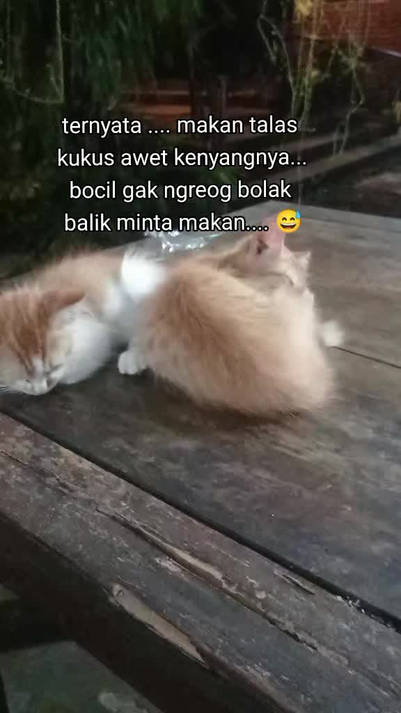 @apfia mei