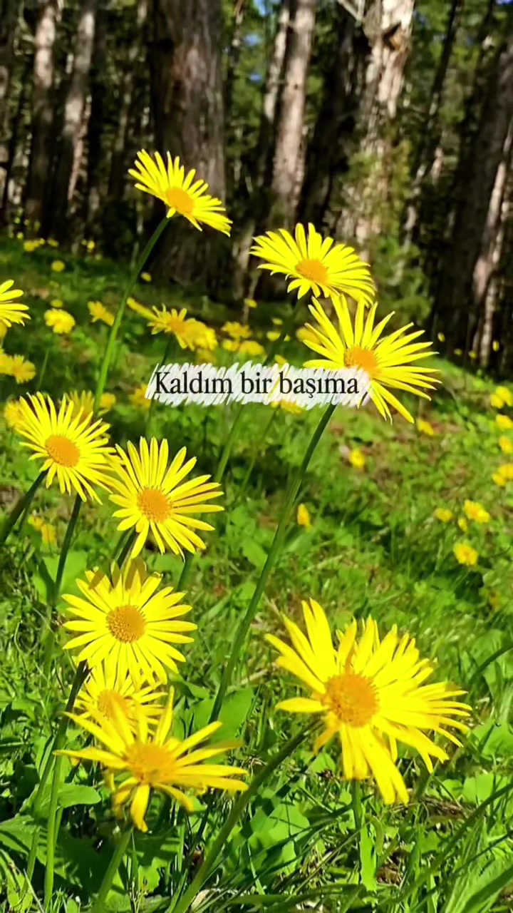 @Zafer Yılmaz