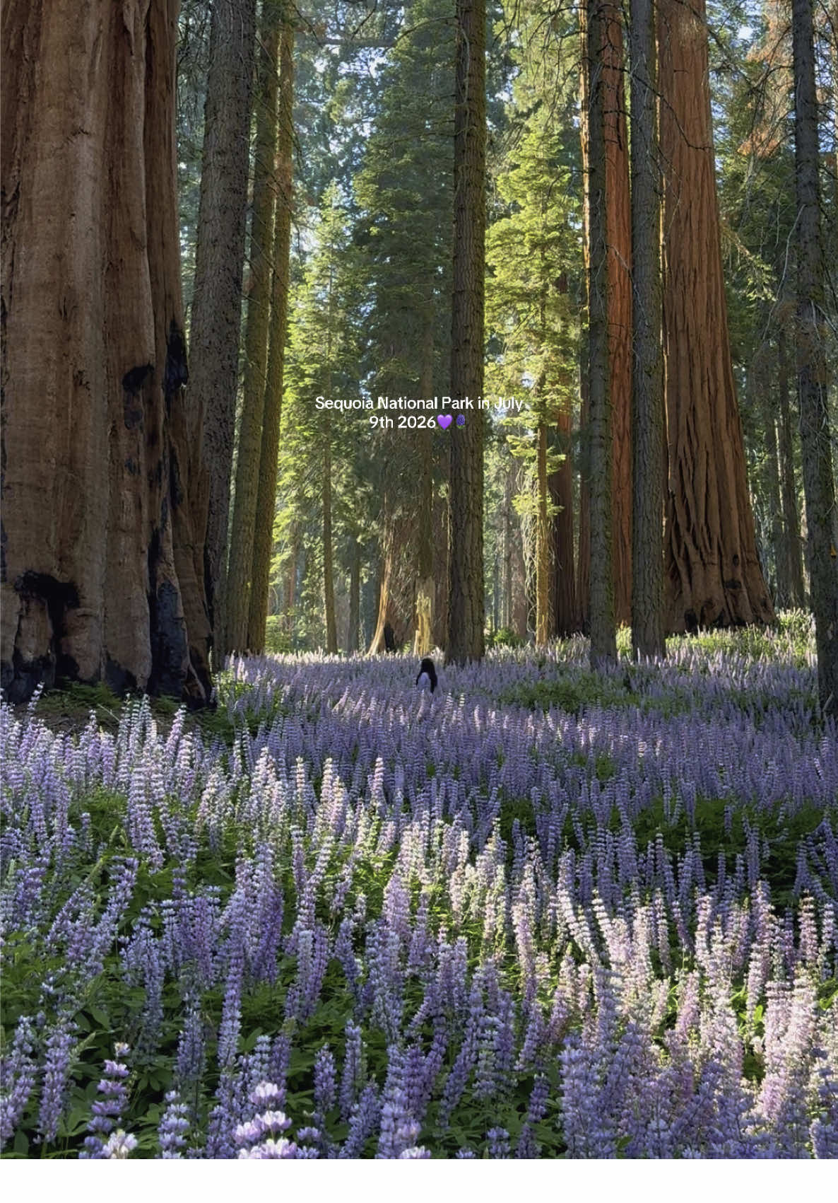 @Nature Lover ๐ฟโจ๐ฆ๐๐ป ๐โ๏ธ๐