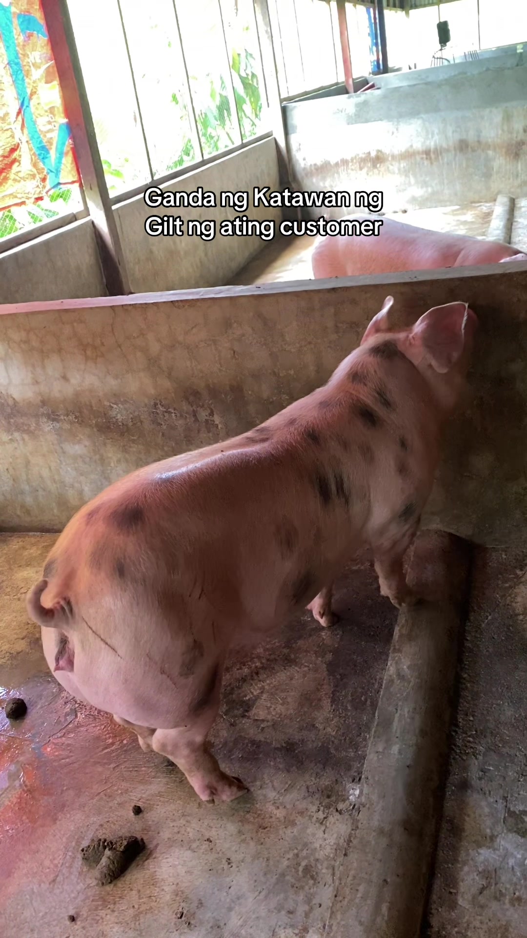 @Marj Pig Farm Vlogs