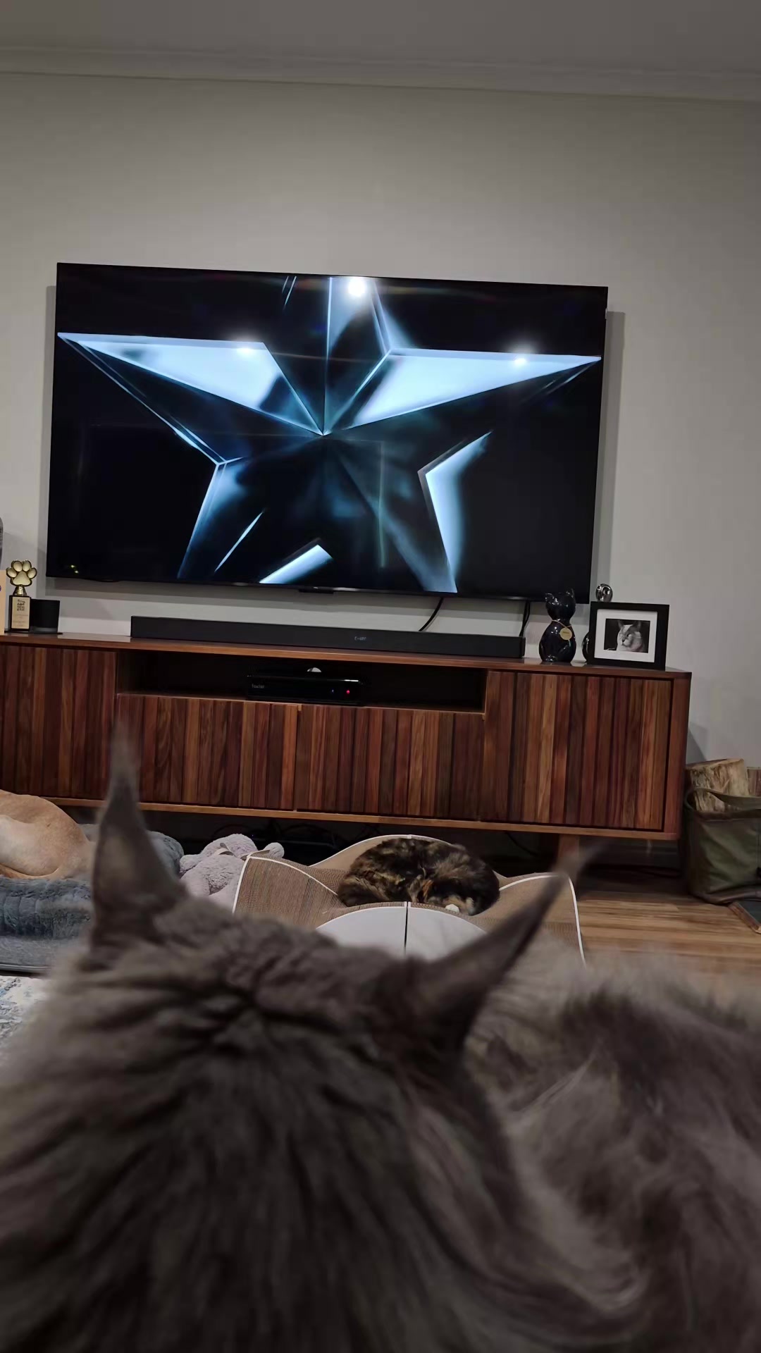 @Ragnar the Maine Coon 🐈