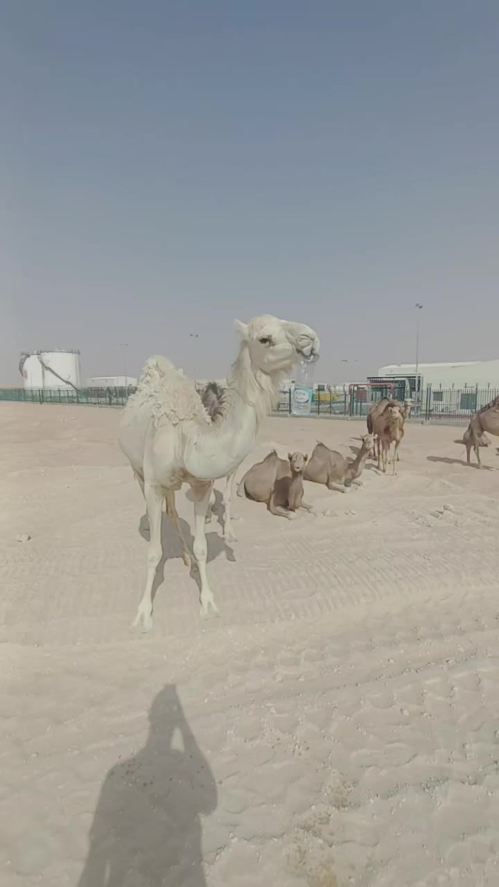 @انس الاسمر