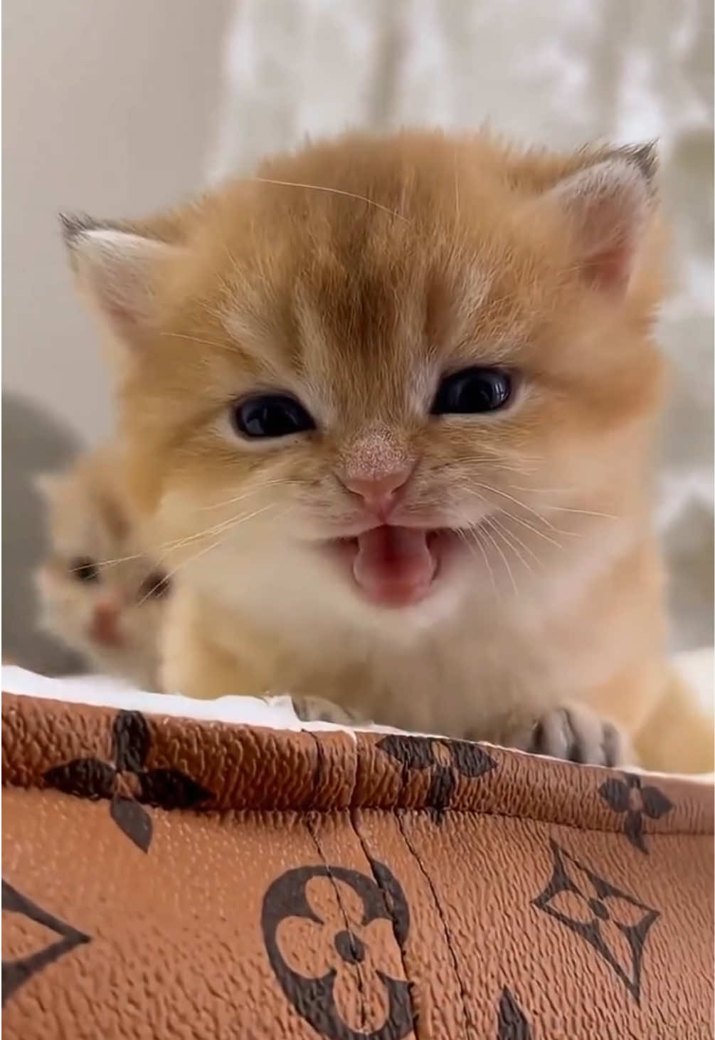 @kloutkittens