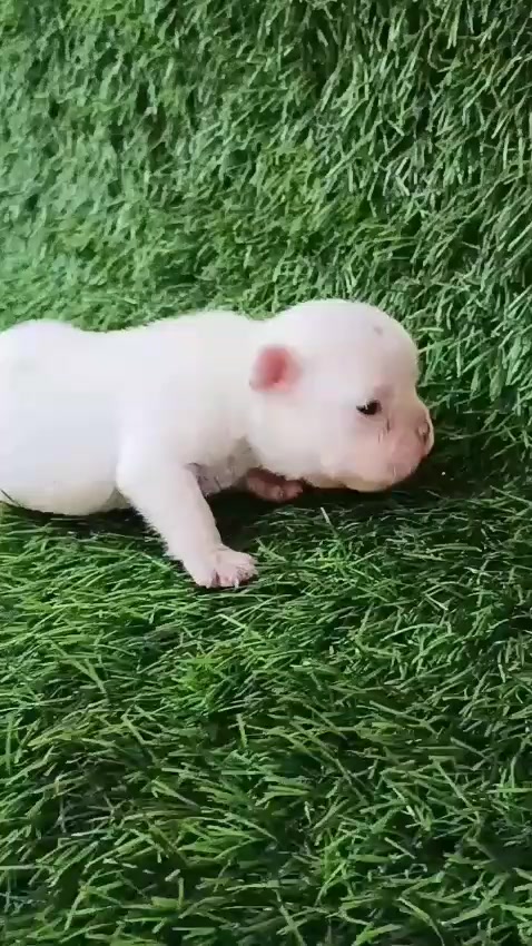 @Lavanya Kennel