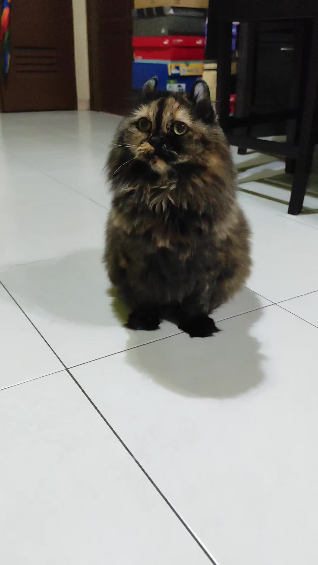 @Omma Kucing 🇲🇾🍉