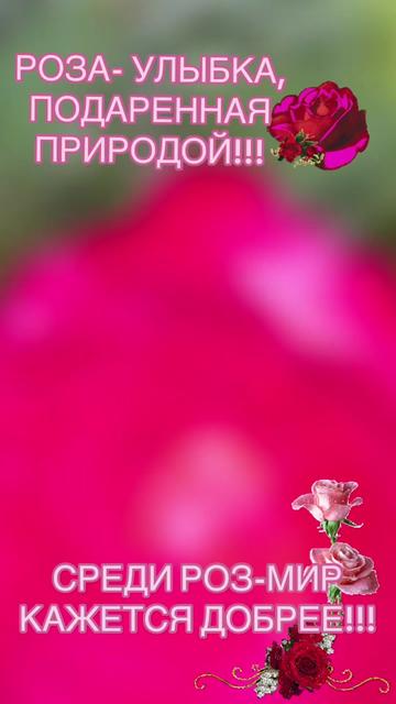 @🌺LILIY-LILIY🌺