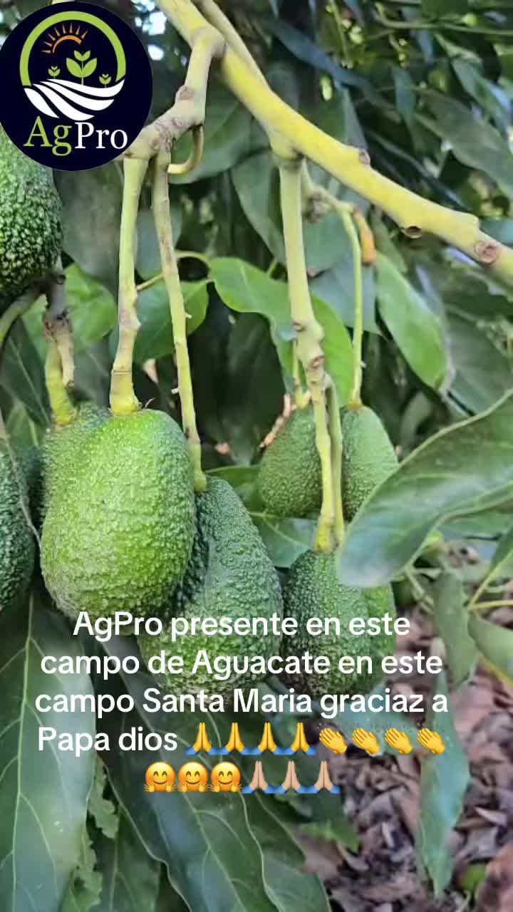 @Piedad Ayala