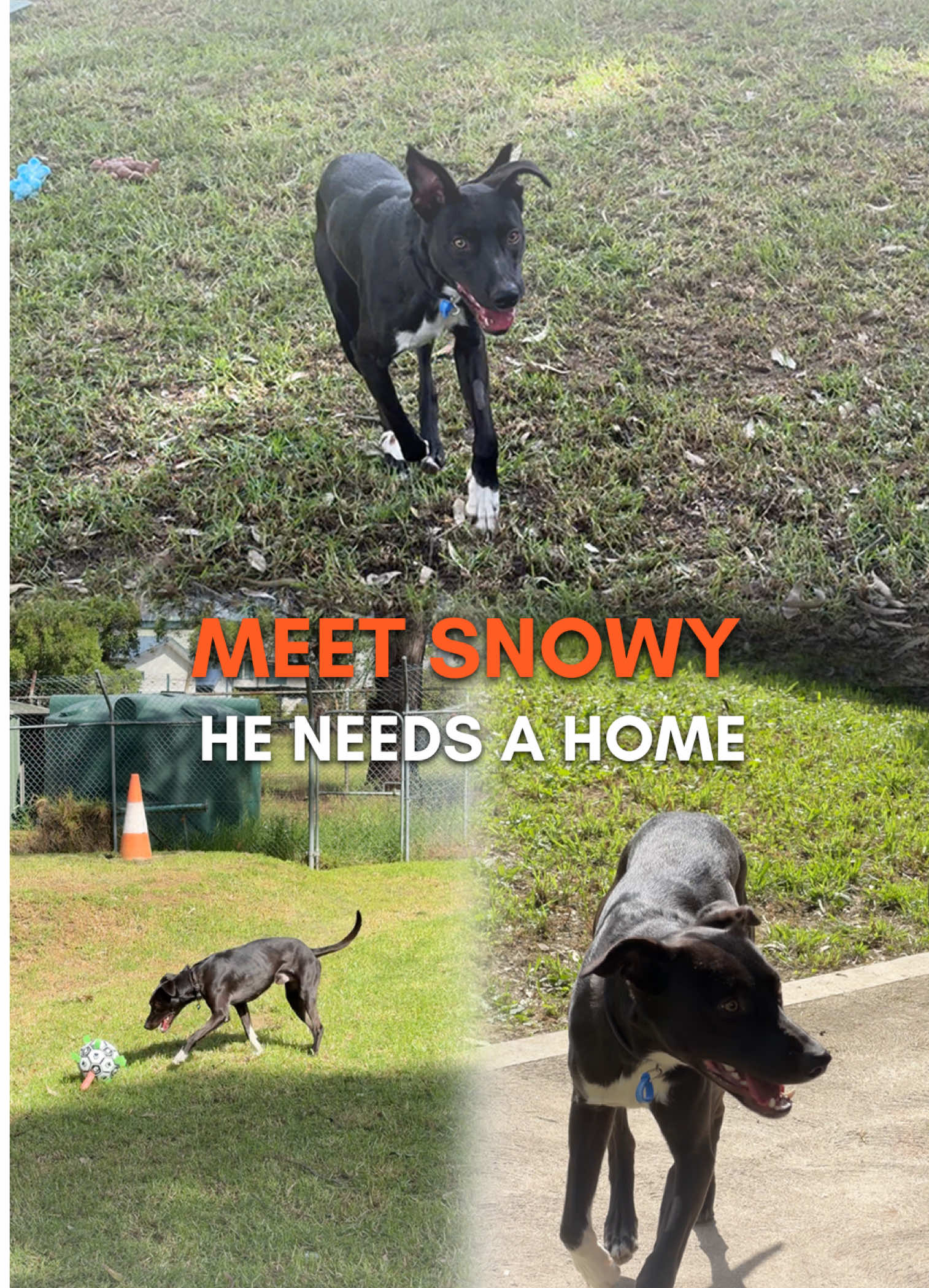@Happy Staffy Co