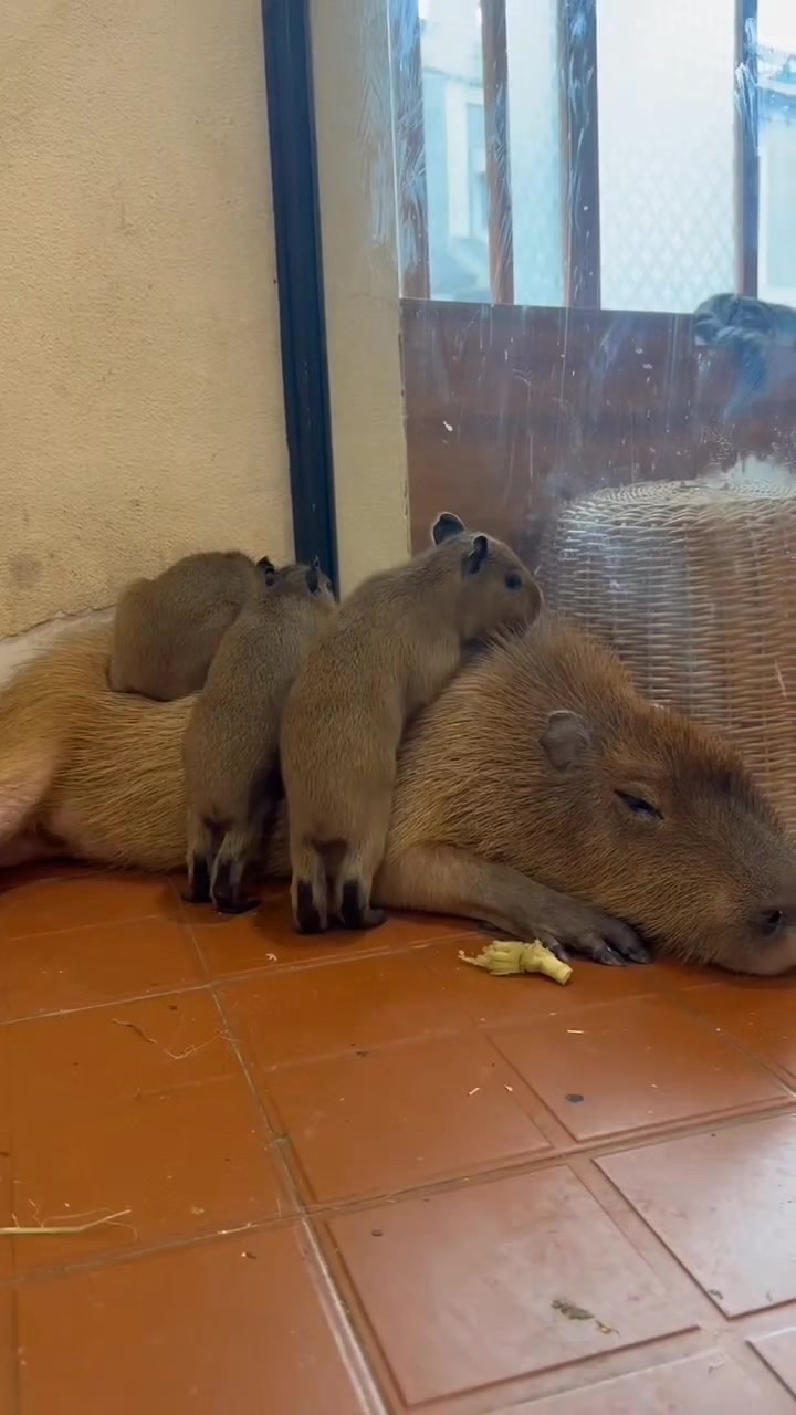 @capybara121224