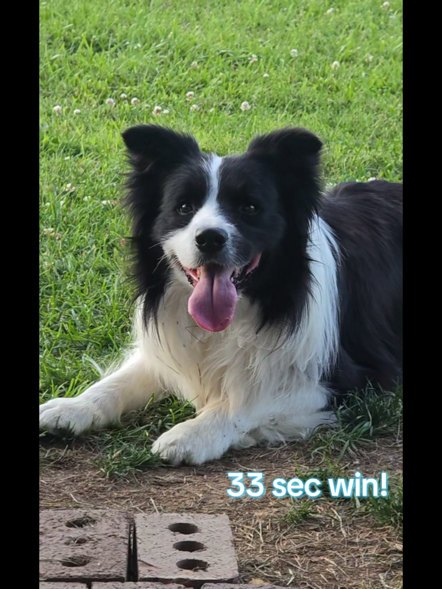@Yoshi Border Collie