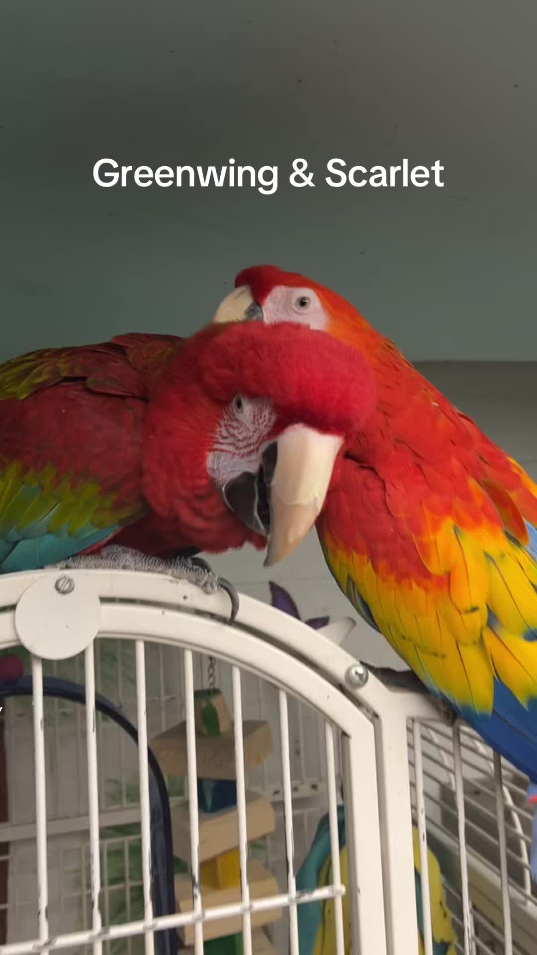 @CrystalParrot🦜💜🦜🍪🍨