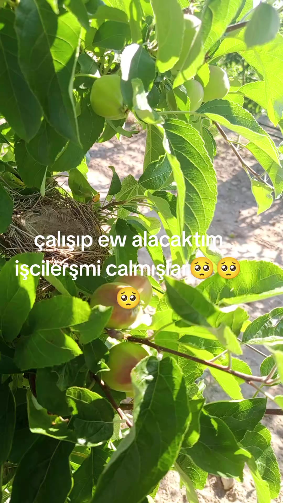 @MELOCaN