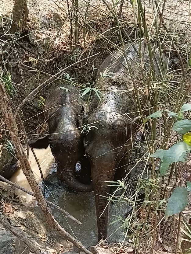 @LuangPrabang Elephant New Home