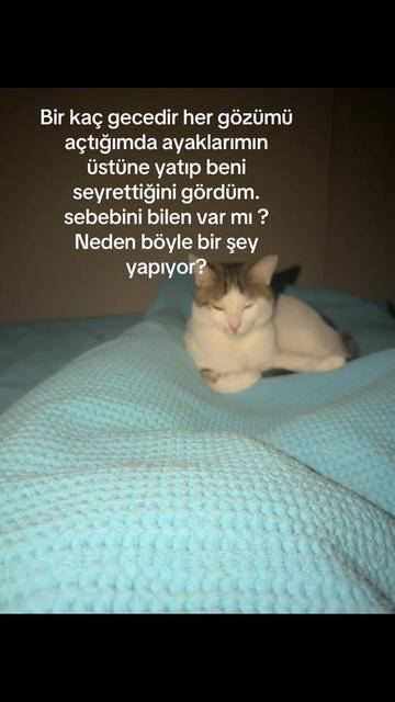 @Berna