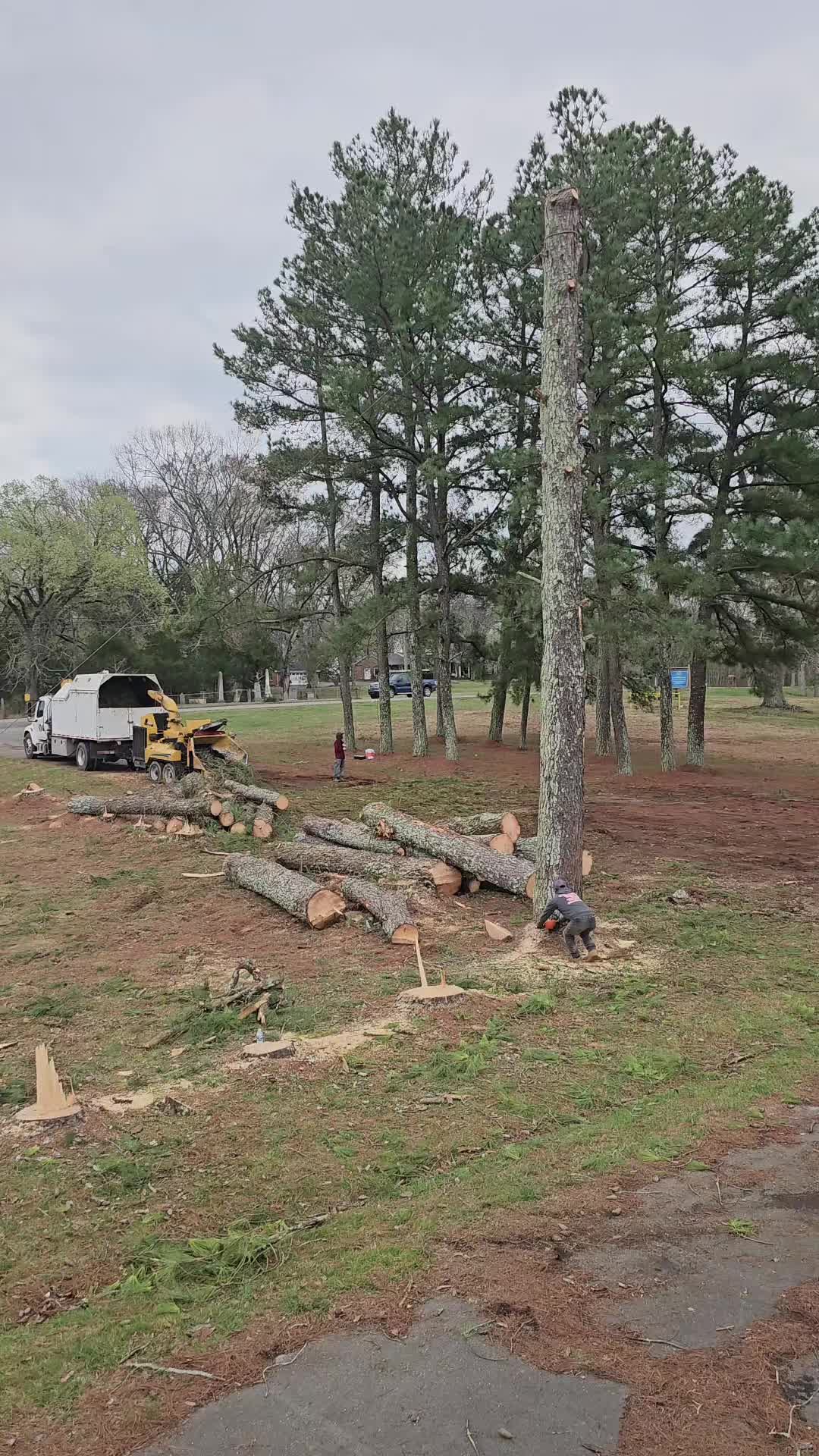 @TLC TREE CHAD