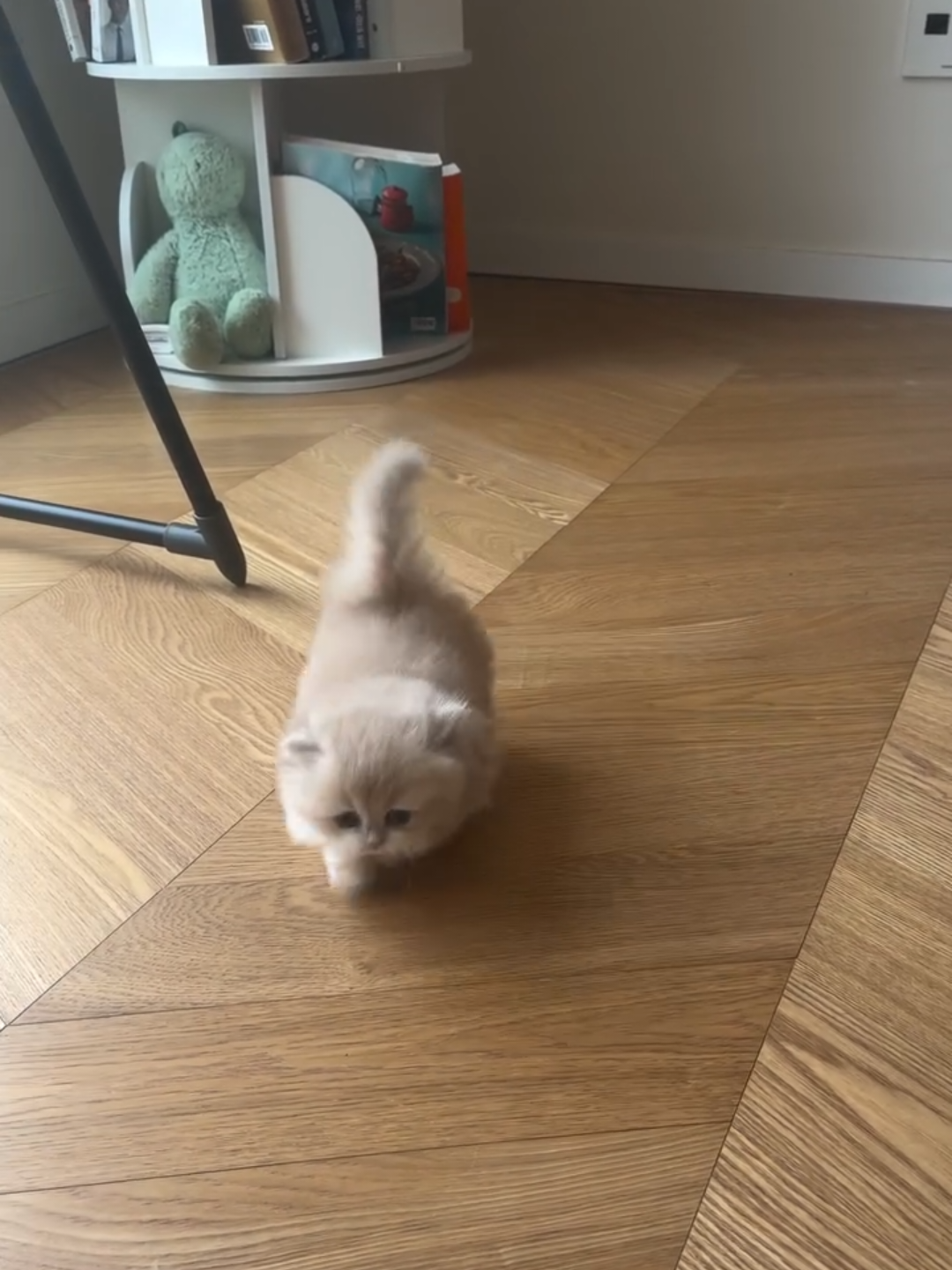 @Chonky World Of Cats