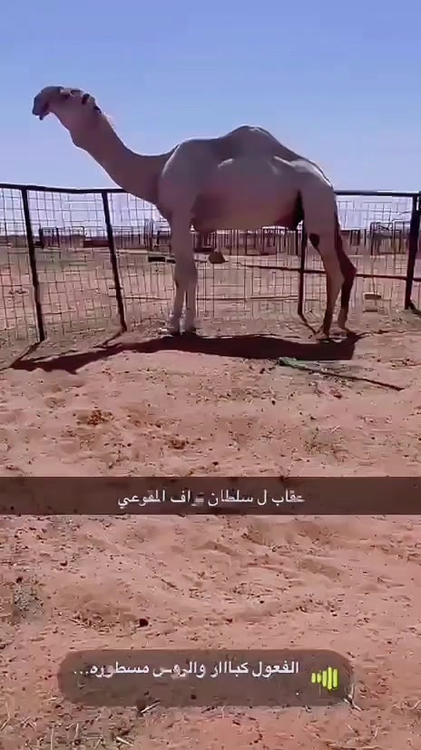 @بـوح المقوعي Ք⁴°⁴