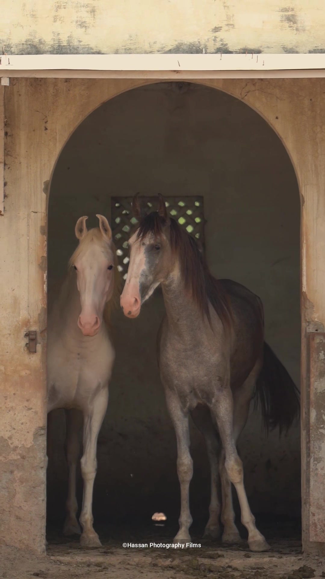 @SUNRISE STUD FARMS RAWALPINDI