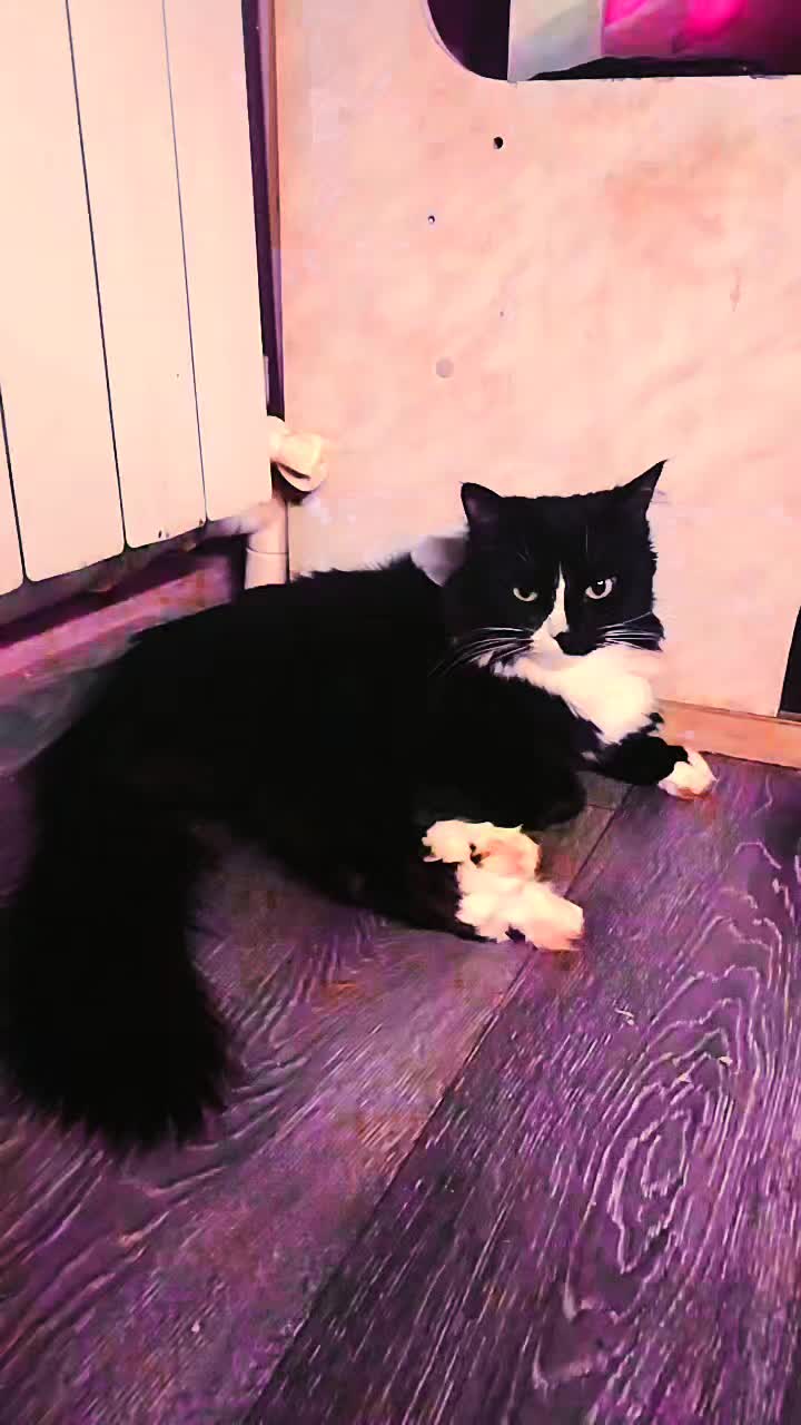 @лилац ∅ (котик хлыщ)