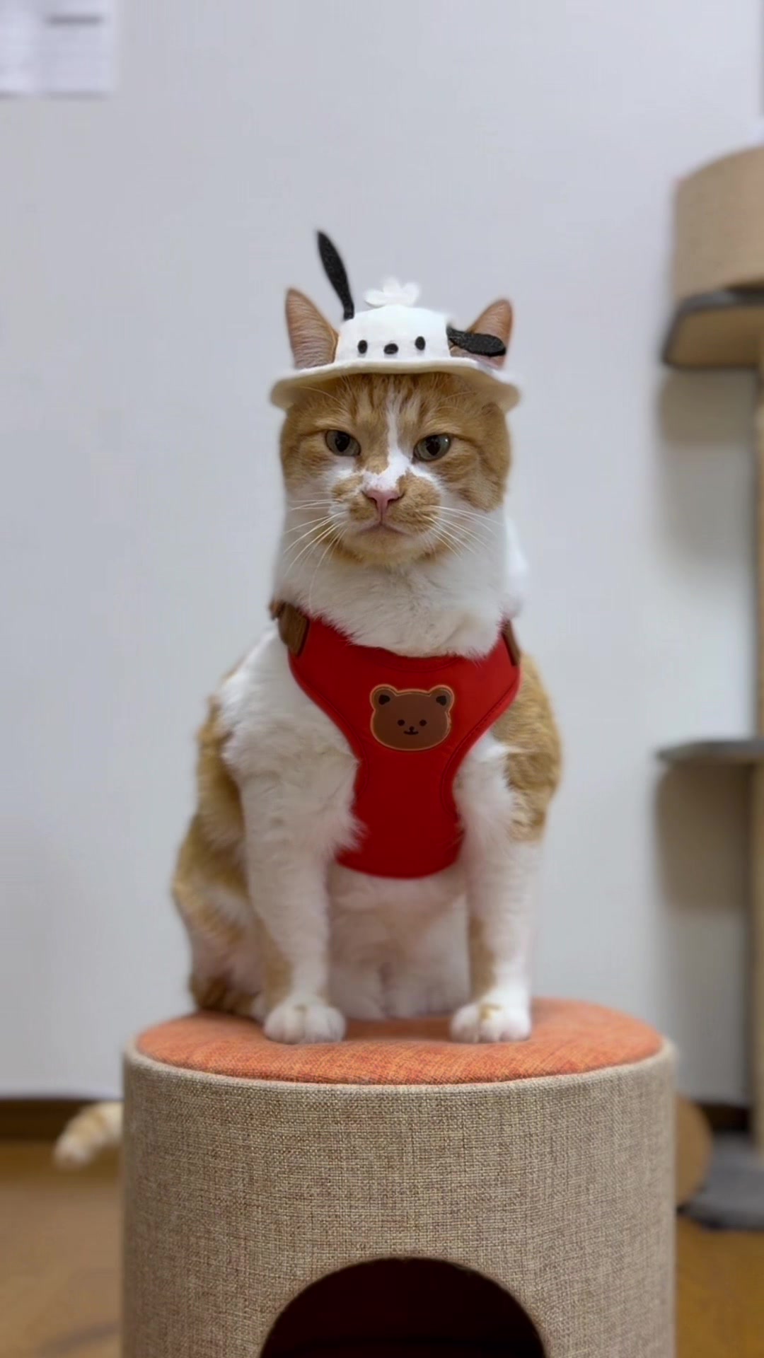 @お散歩大好きもんぶらん🐈