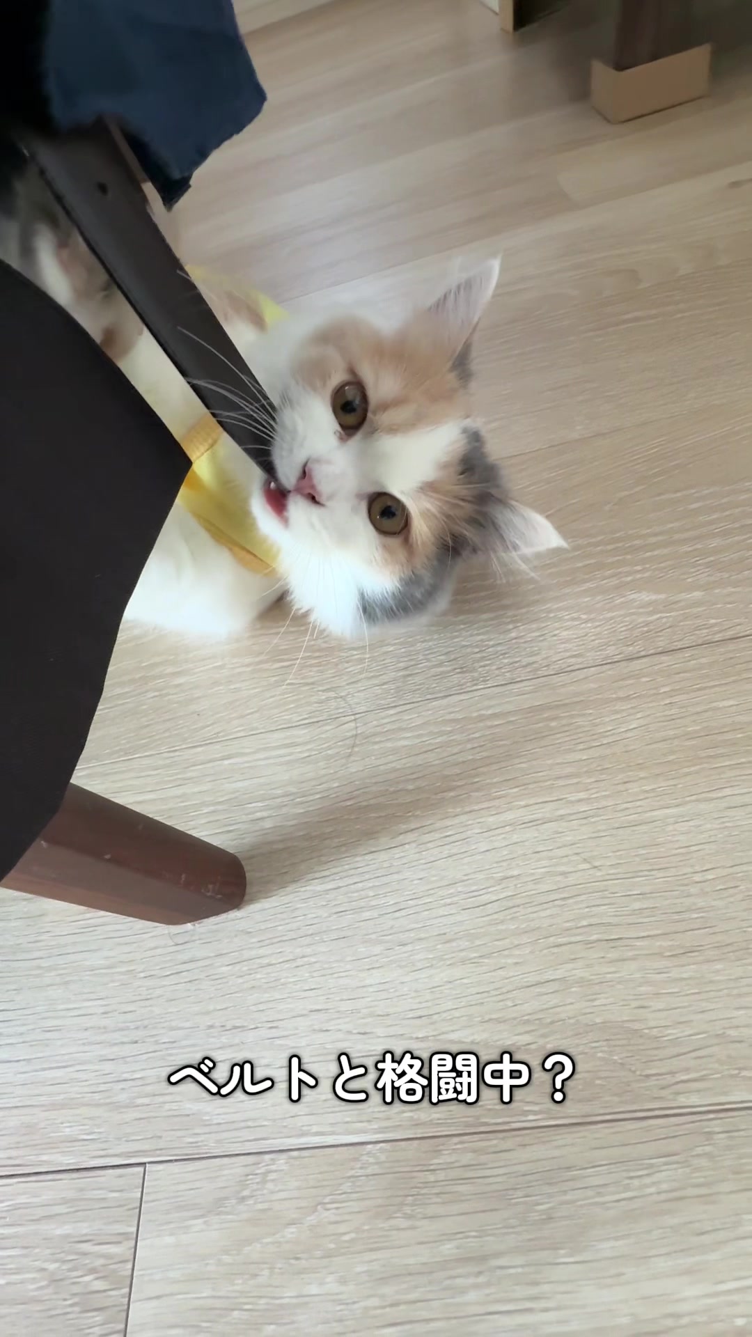 @ねこ日記