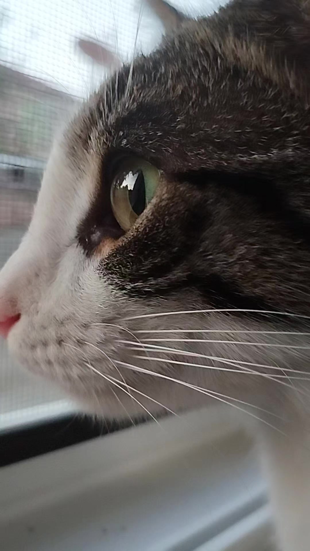 @🐾