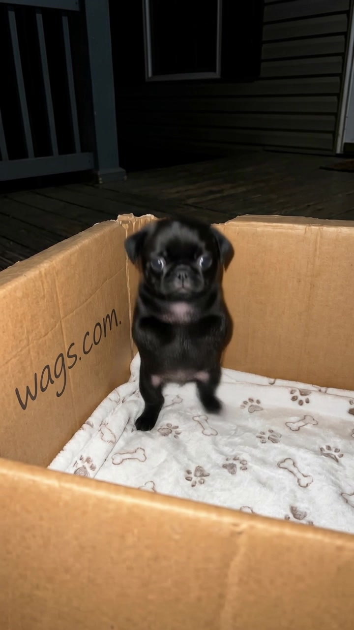 @WAGS