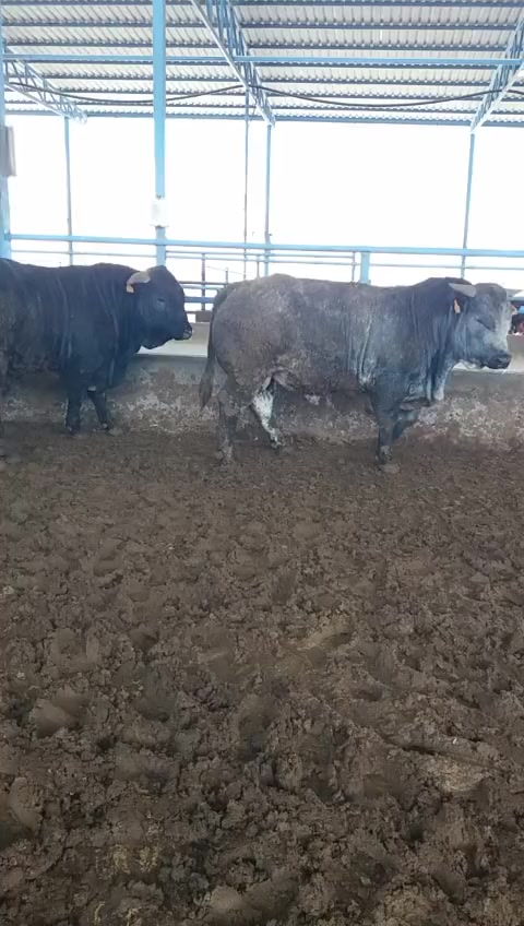 @fenomen besici