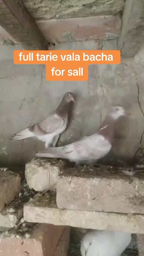 @malik Tariq 1234