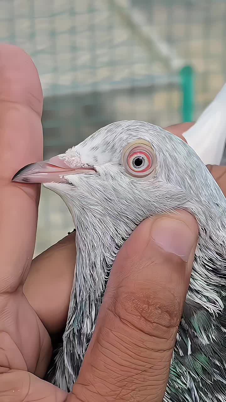 @Malik Mohkam Khokhar
