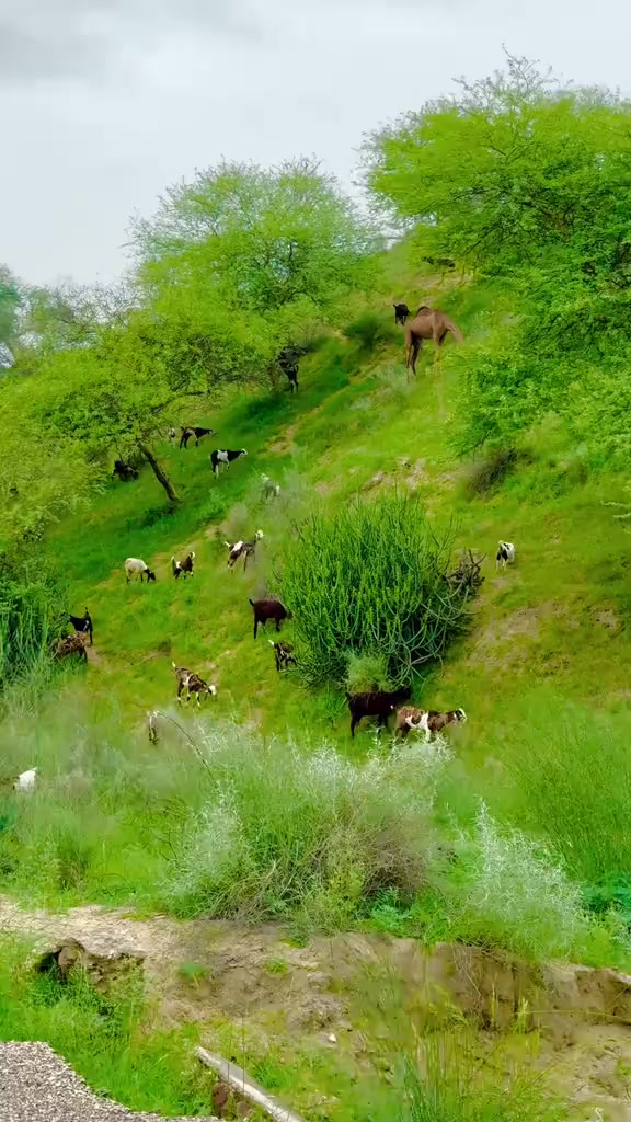 @Junejo