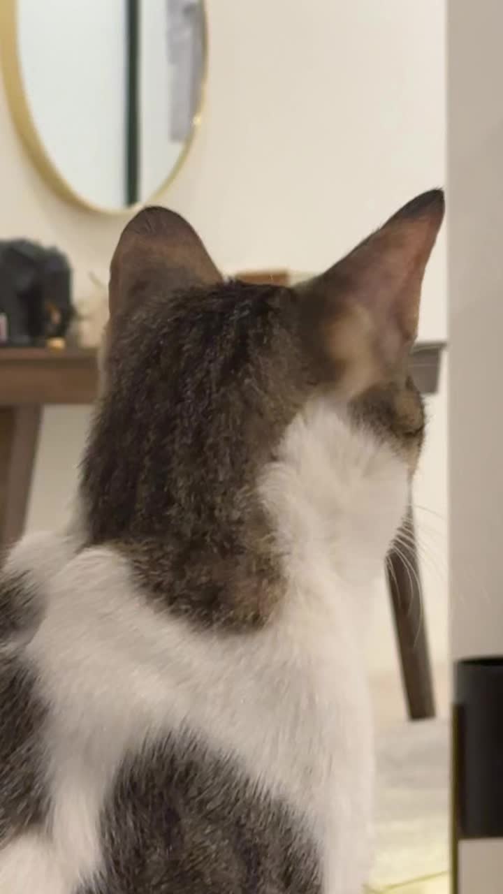@Mahbooba The Cat