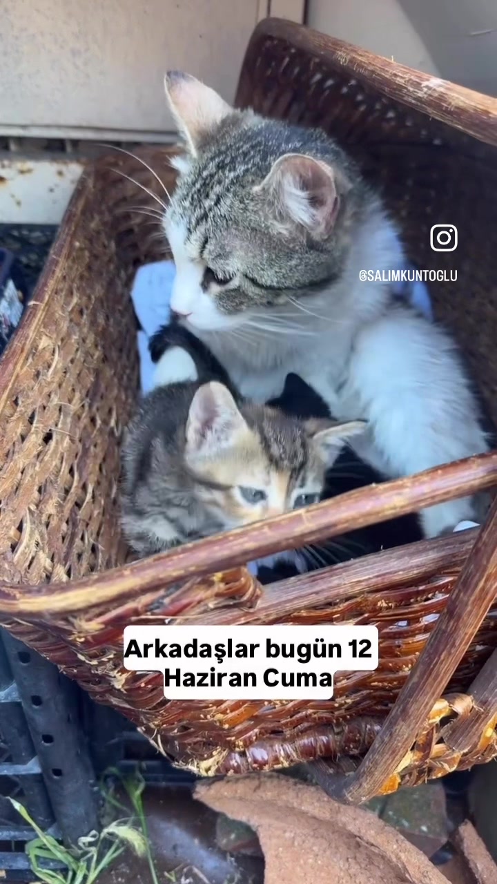 @Salim Kuntoğlu
