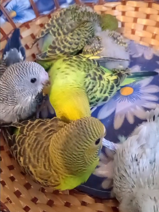 @Budgies108