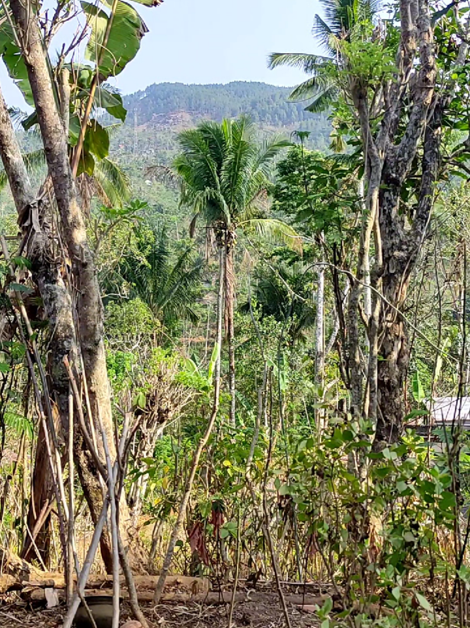 @Sinoman Njayan