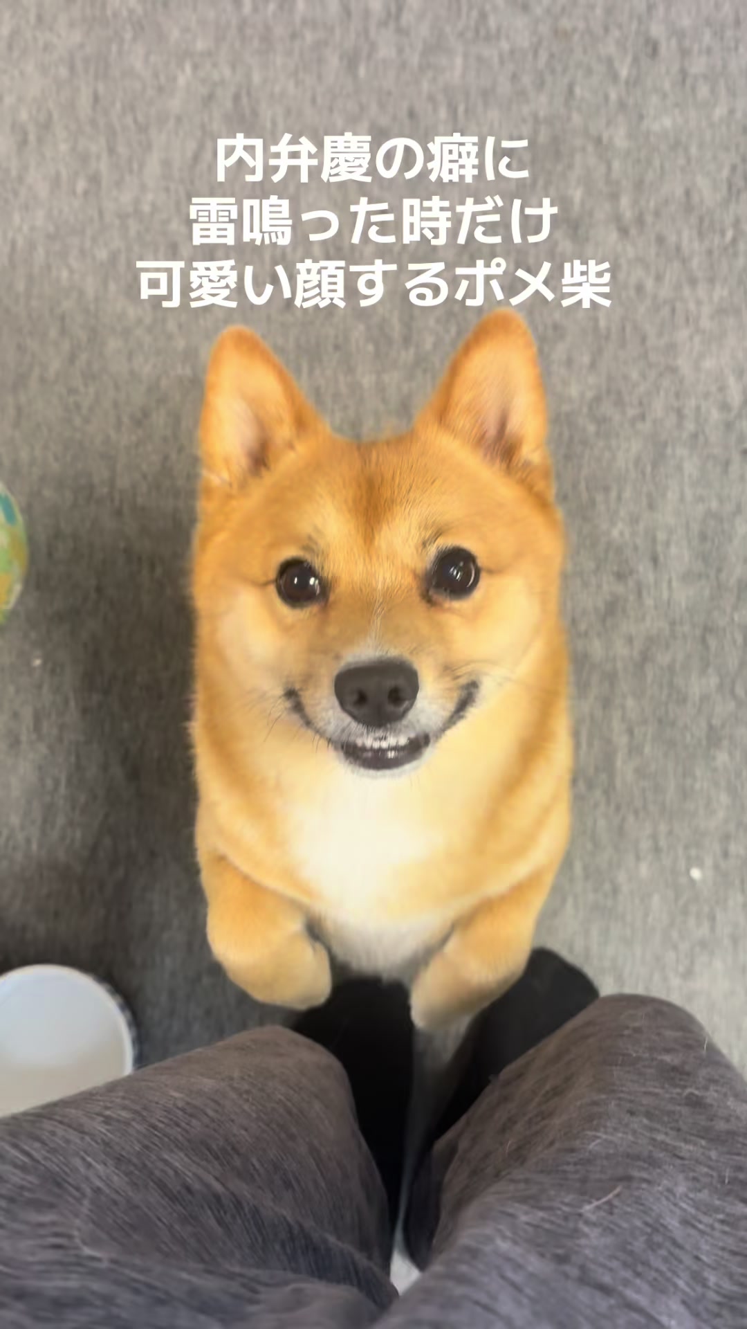 @ポメ柴もなか(もちゃ)୭