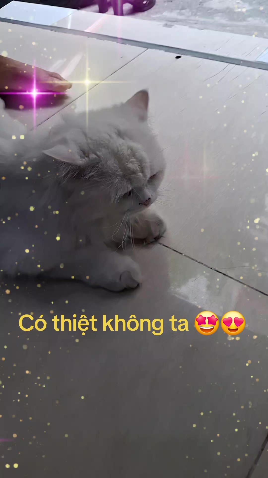 @nguyễn dung