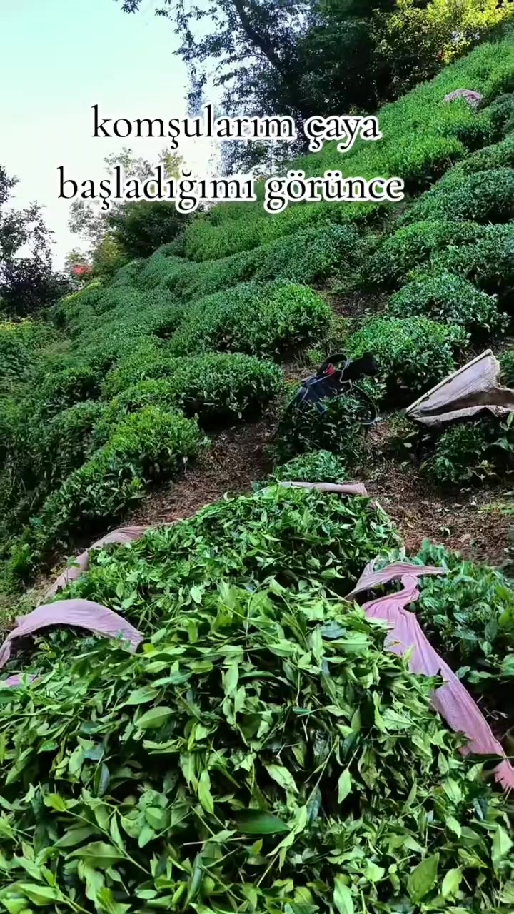 @BOZKURT YUREKLI CÜNEYT RIZE