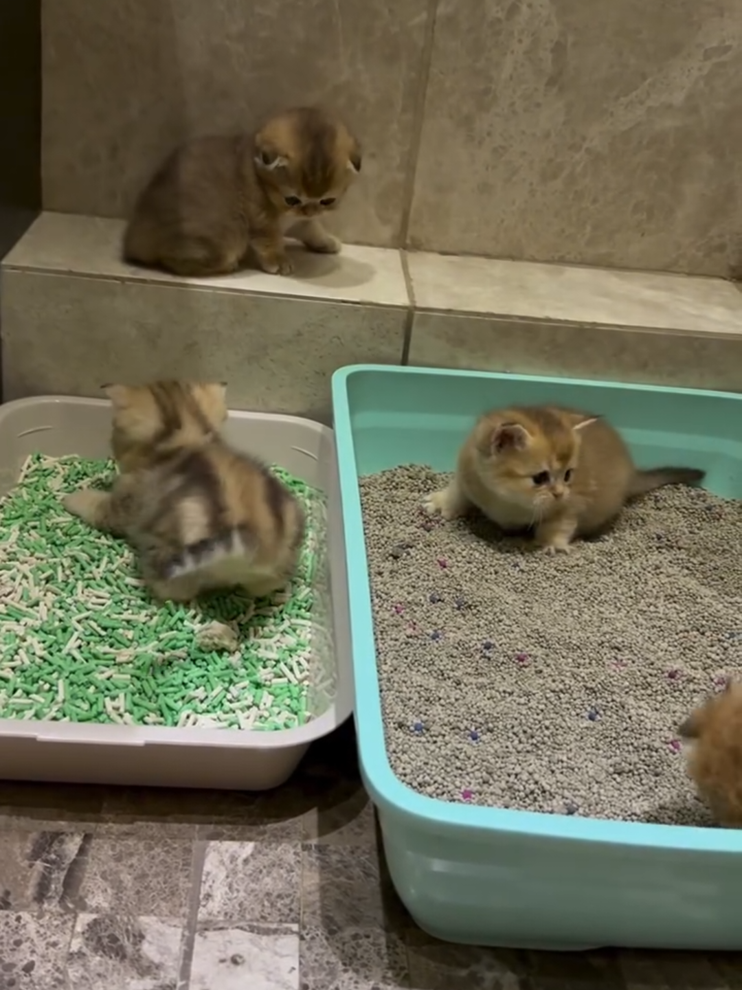 @Chonky World Of Cats