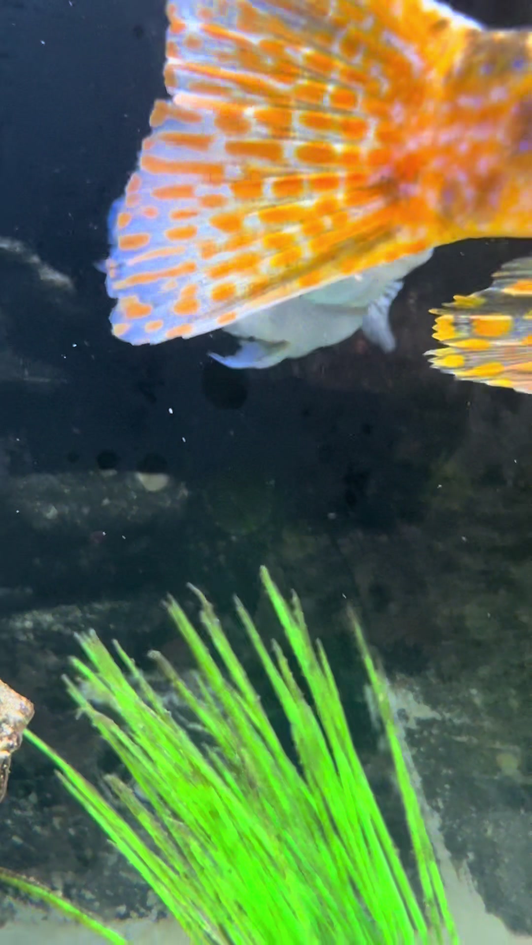 @Cichlid Chief