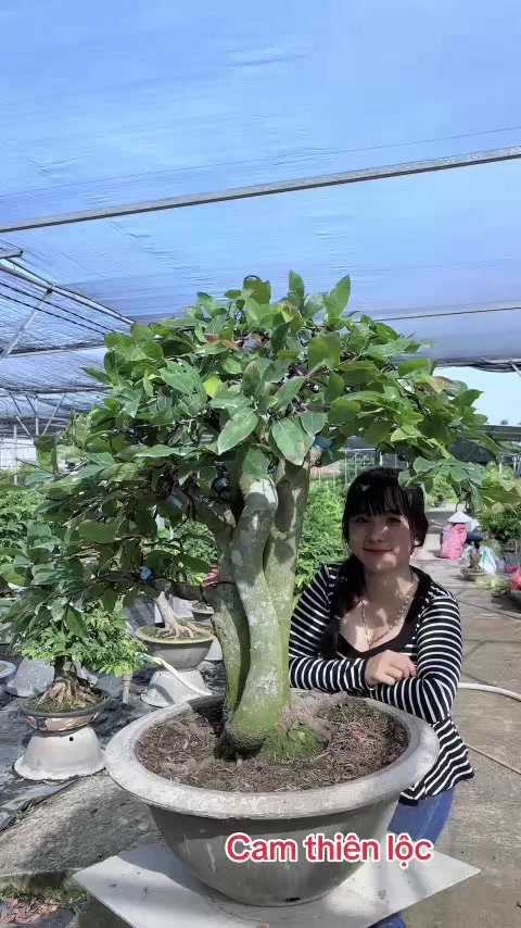 @Chichchoebong79
