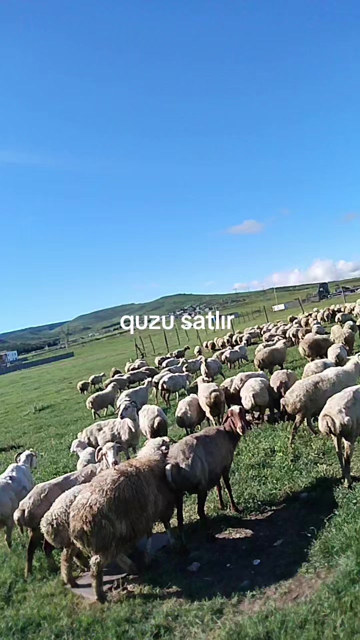@sen senol mene ilişme