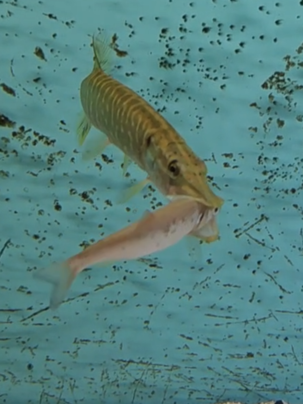 @predatoryfishtank