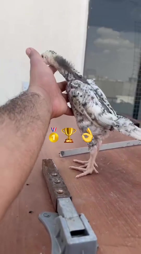 @ئۆشامۆ عبدالله🥇