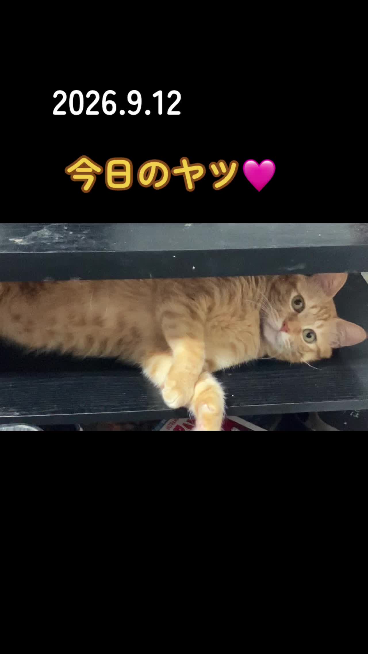 @茶トラ商店