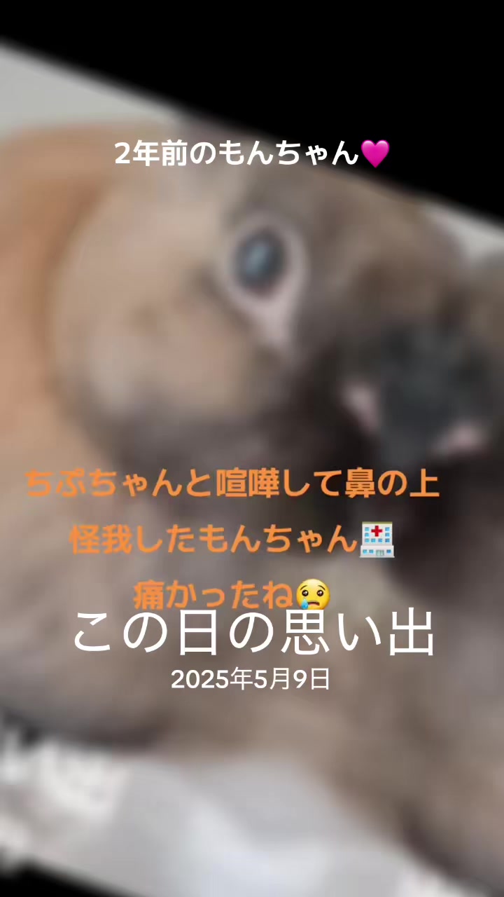 @🐖🧅ちぃ（マロン）🌰🐰🍍