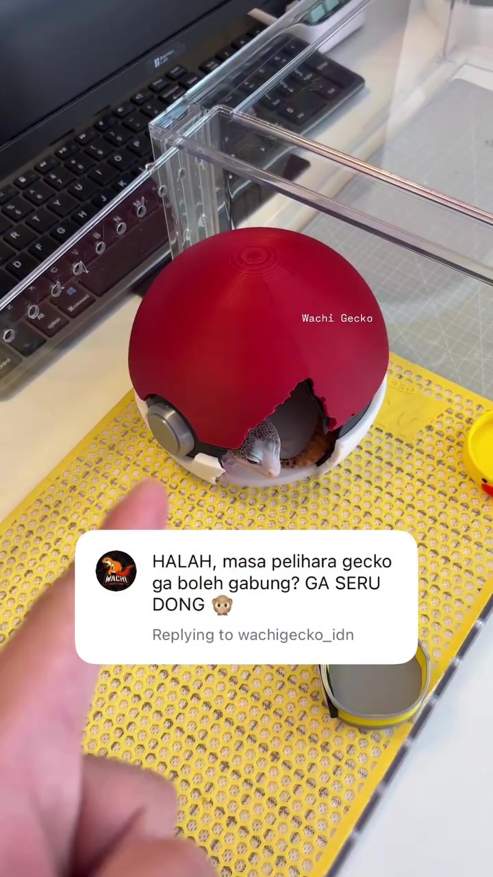 @wachigecko