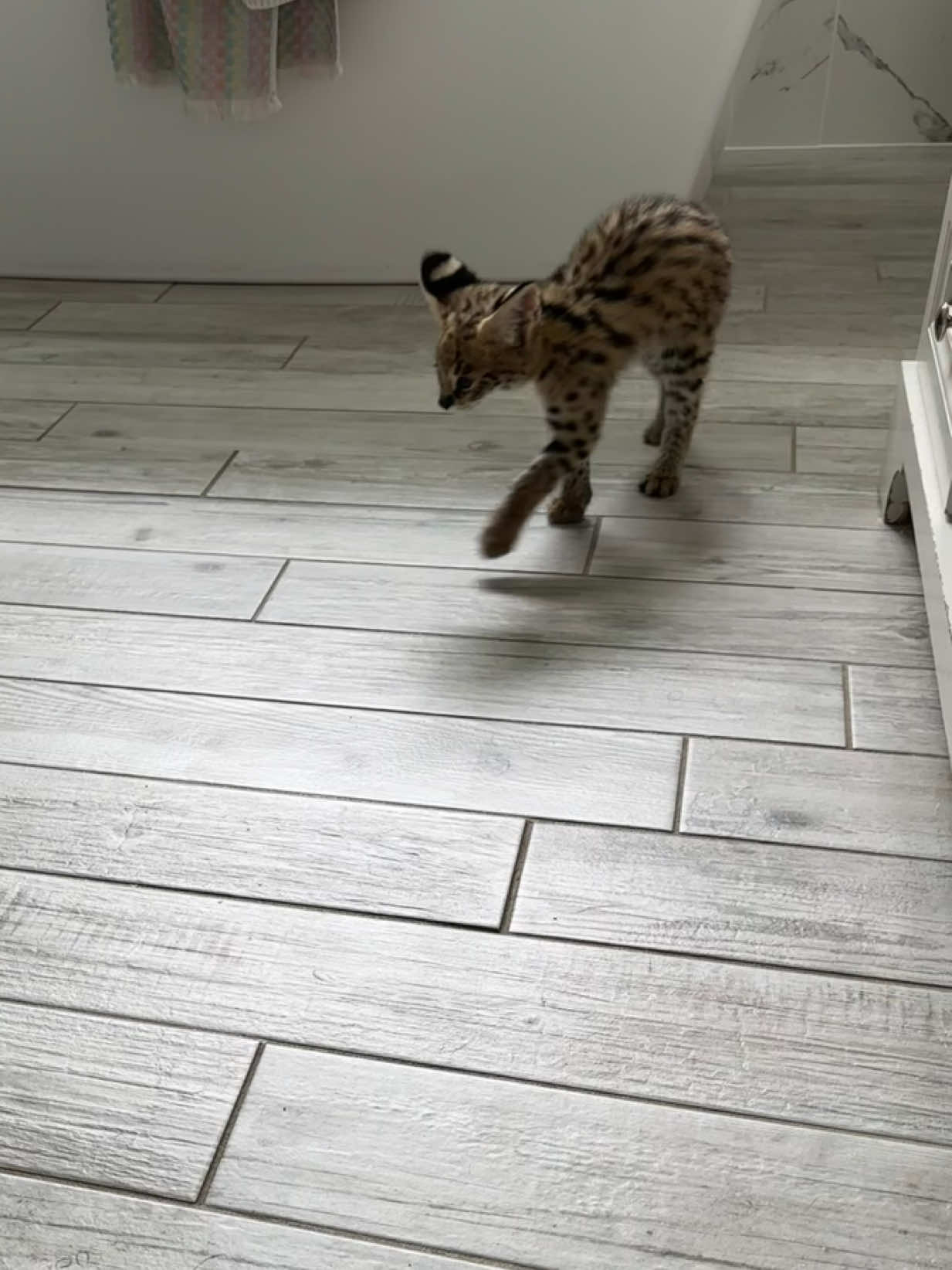 @milo the serval